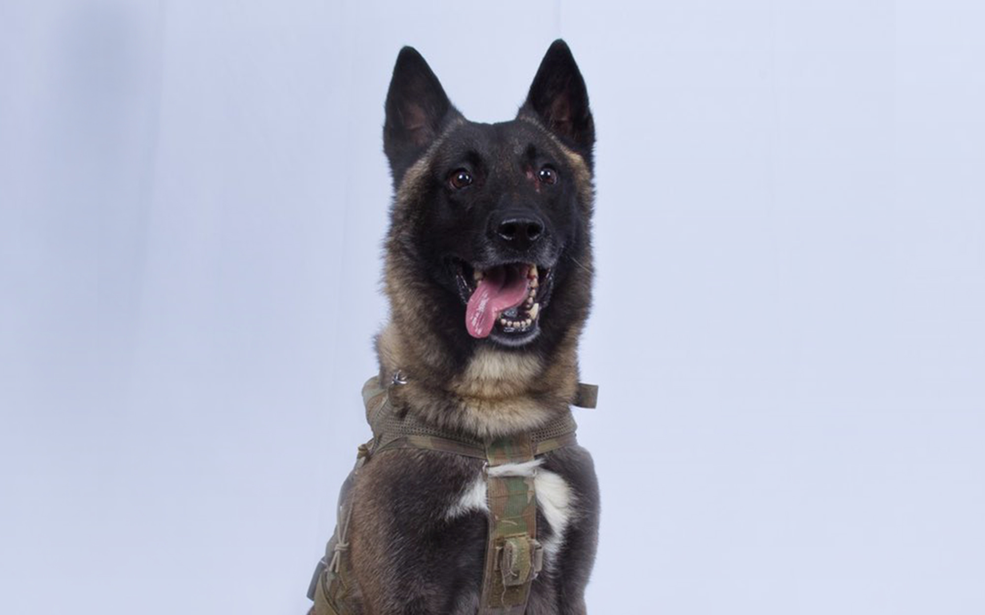 Conan the Hero Dog Is Coming to the White House
