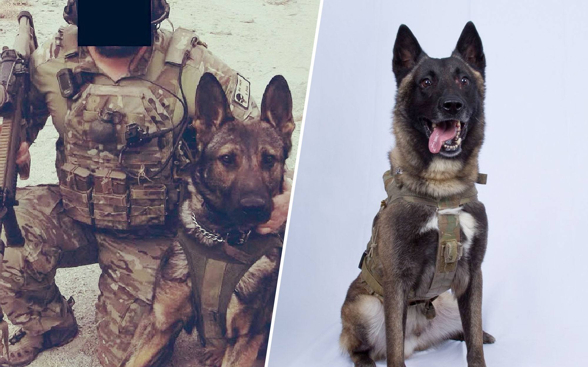 Meet the Hero Dog Who Chased Down a Terrorist Monster