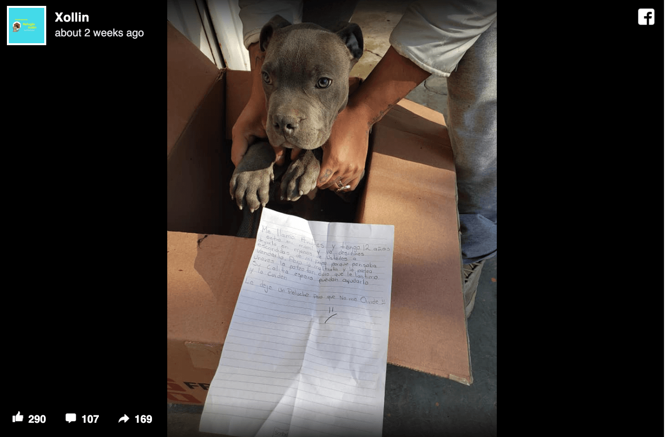 Young Boy Drops off Puppy at Shelter to Protect It From His Abusive Father