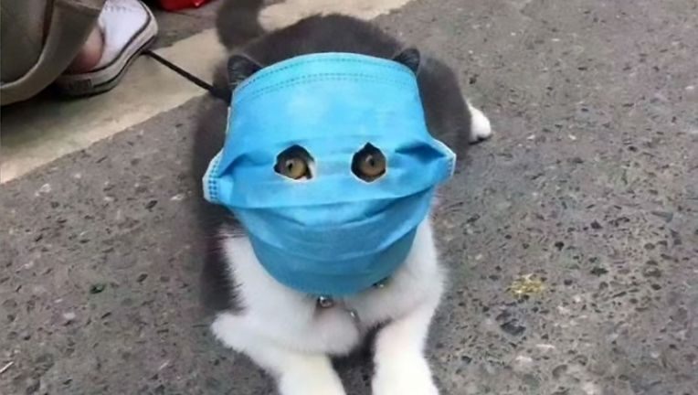 Cats Wear Makeshift Coronavirus Masks In China