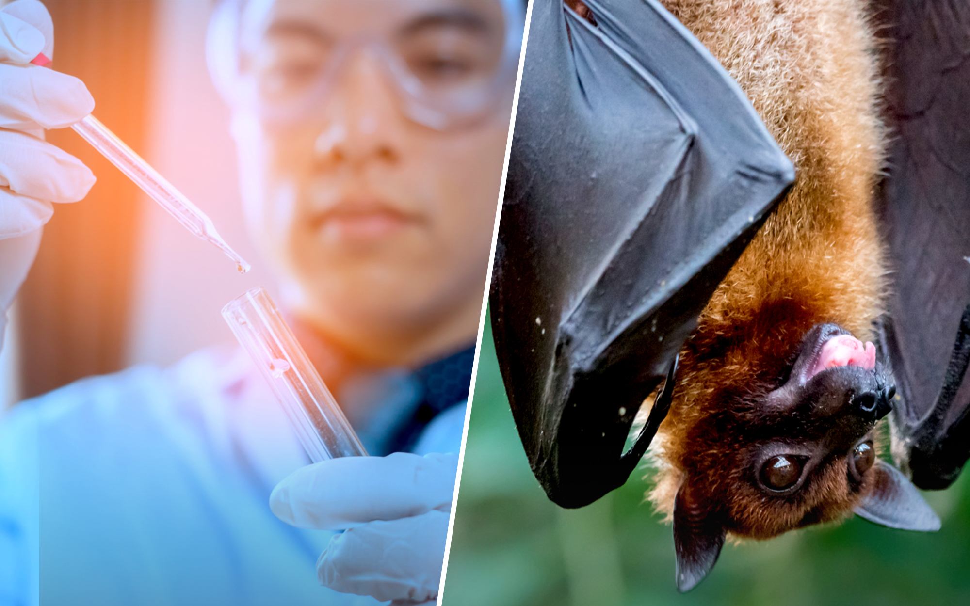 Democrat cover up: China knew true source of virus all along